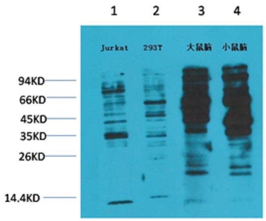 Phosphotyrosine Mouse Monoclon