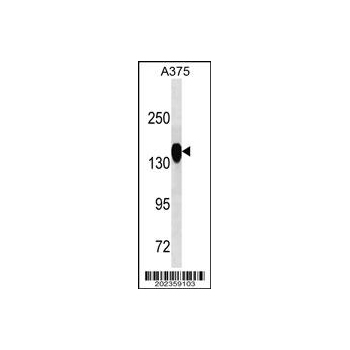 ANPEP antibody (OAAB07046) in A375 using Western Blot
