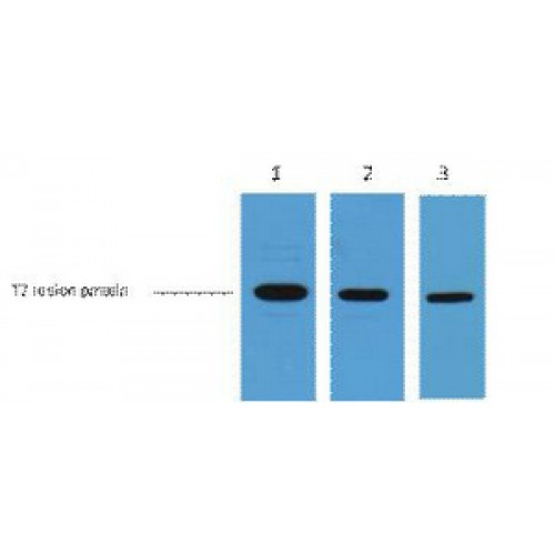 T7-Tag Antibody (OASG06989) using Western Blot