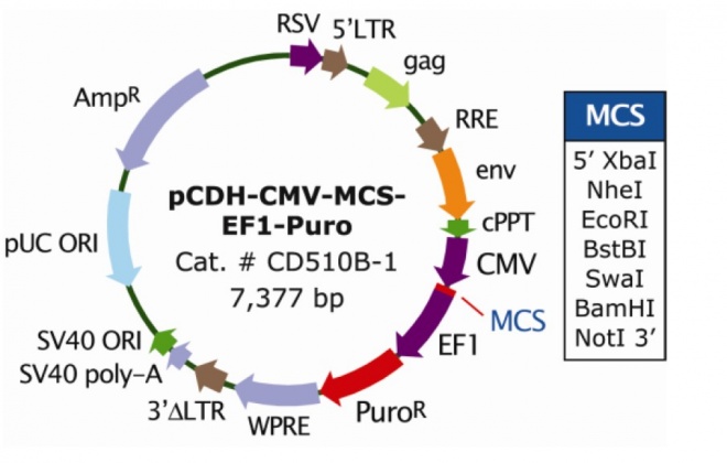 pCDH-CMV-MCS-EF1-Puro 质粒图谱