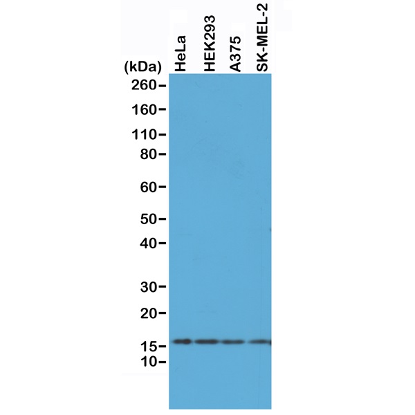 Histone H2AX Antibody - C-terminal region (OARD00077) in A375, HEK293, HeLa, SK-MEL-2 whole cell lysates using Western Blot