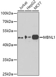 Muscleblind-like 1 antibody