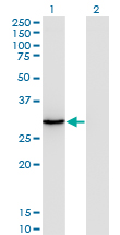 ORC6L Antibody (OAAL00612) in Transfected 293T cell line using Western Blot