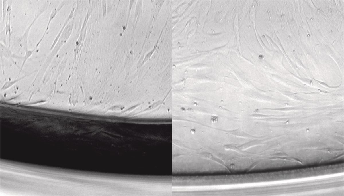 艾本德细胞培养