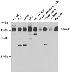 OSGEP antibody