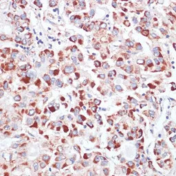 CD71 antibody