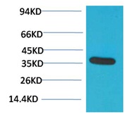 GAPDH Rabbit Polyclonal Antibo