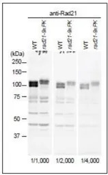 Rad21 (S. pombe) antibody