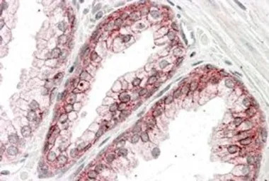 alpha 1 Catenin antibody, Inte