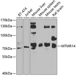 MTMR14 antibody
