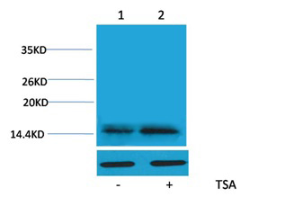 Histone H2A.Z(Acetyl Lys4) Rab