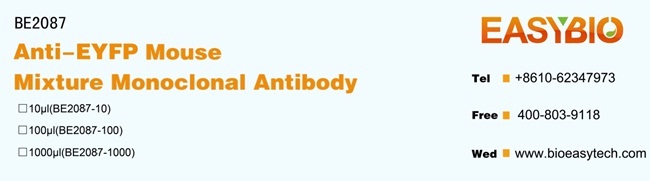 EYFP-Tag Mouse Monoclonal Anti