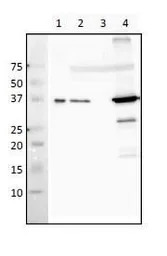RecA antibody