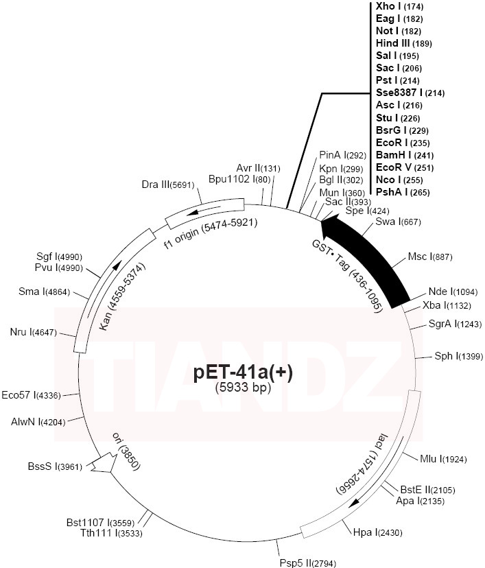 pET-41a(+)
