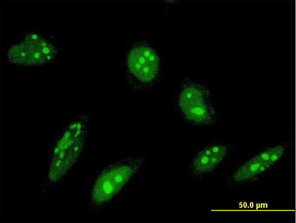 ORC4L Antibody (OAAL00228) in HeLa using Immunofluorescence