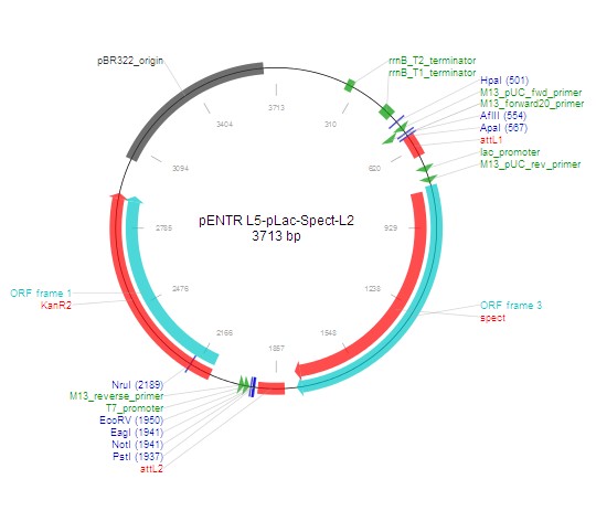 pENTR L5-pLac-Spect-L2