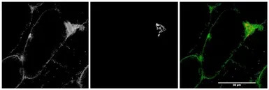 MYO5A antibody, Internal