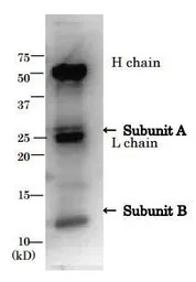 E. coli LT toxin antibody