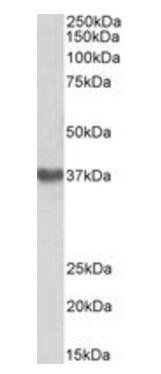 GNA12 antibody 抗体，orb318738，Bi