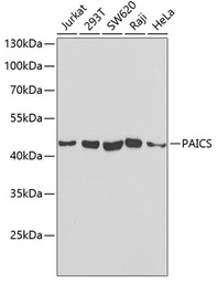 PAICS antibody