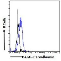 Parvalbumin antibody, C-term