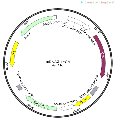 pcDNA3.1-Cre质粒图谱