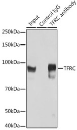 CD71 antibody