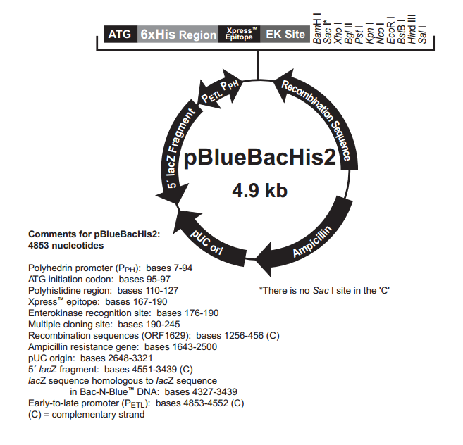 pBlueBacHis2 A,B,C 质粒图谱