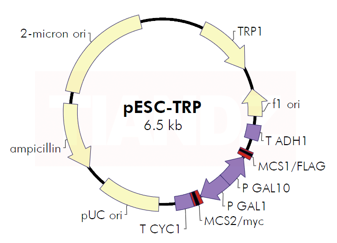 pESC-TRP