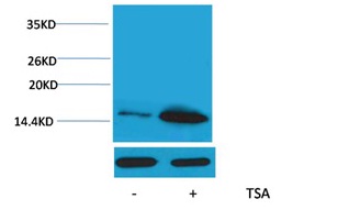 Histone H4(Acetyl Lys12) Rabbi