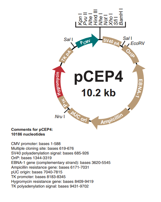 pCEP4 质粒图谱