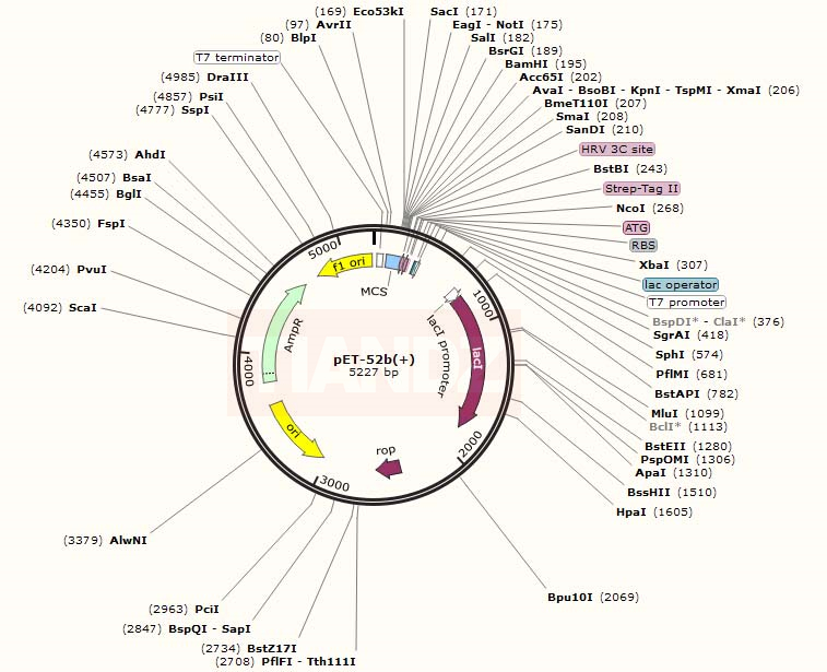 pET-52b(+)