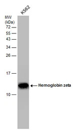 Hemoglobin zeta antibody [GT15