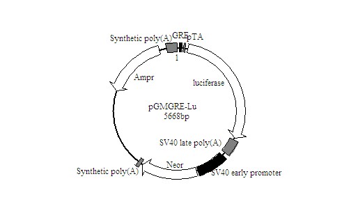 SY0086型ER-Luc荧光素酶报告基因质粒厂商