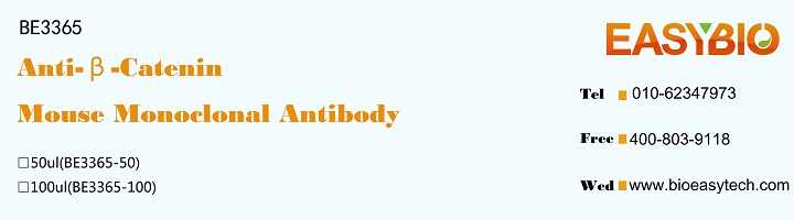 β-Catenin Mouse Monoclonal Ant