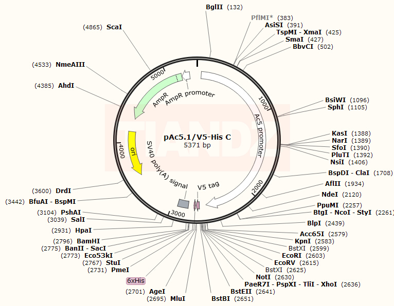 pAc5.1/V5-His 