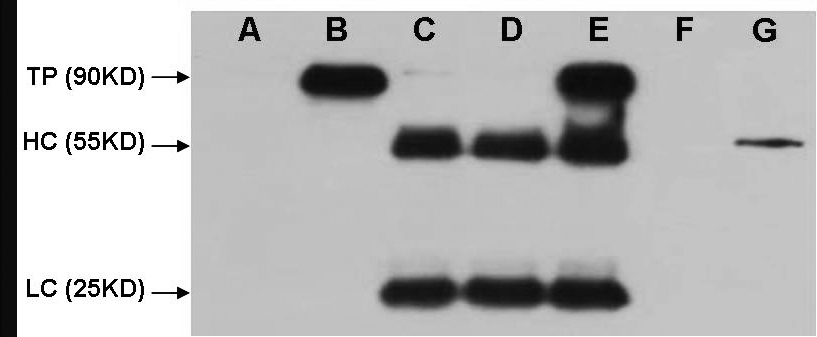 HA-Tag Antibody (OAAJ03306) in HEK 293 cell lysate using Western Blot