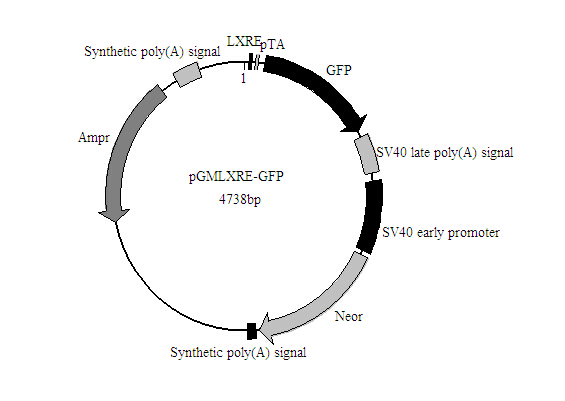 HSF-GFP报告基因质粒报价