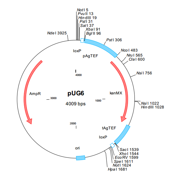 pUG6质粒图谱