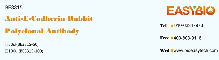 E-Cadherin Rabbit Polyclonal A
