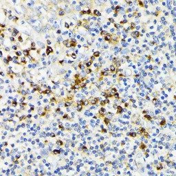 VDP / p115 antibody