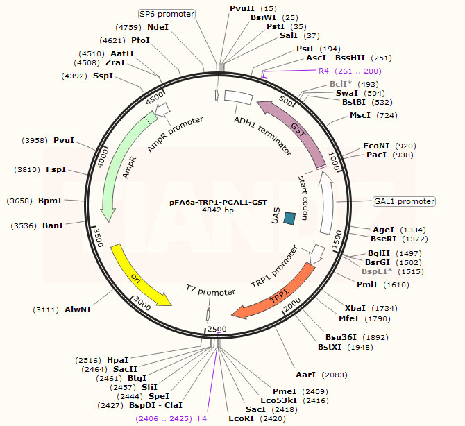 pFA6a-TRP1-PGAL1-GST