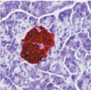 Mouse Anti-Insulin Monoclonal Antibody(OAAI00133) in Human pancreas using Immunohistochemistry.