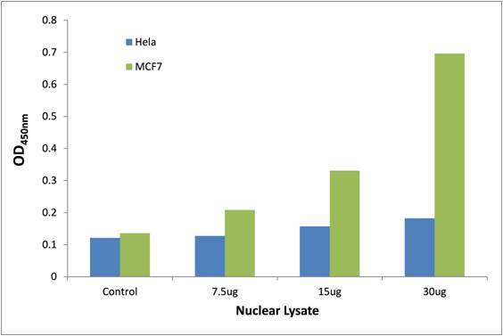 SMRC2 DNA-Binding ELISA Kit (OKAG00472) in Hela and MCF7 Nuclear Extract using ELISA
