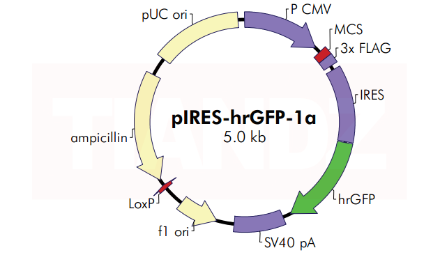pIRES-hrGFP-1a