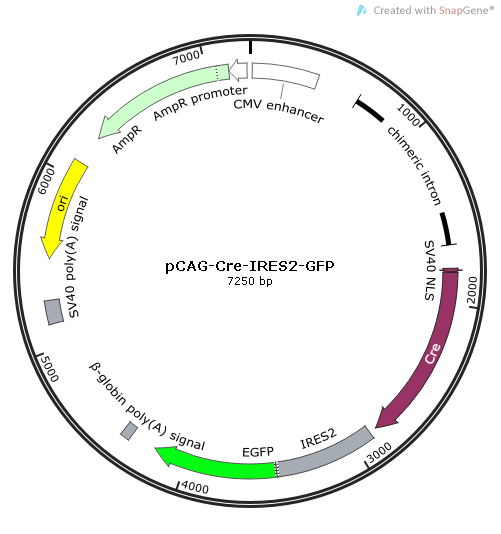 pCAG-Cre-IRES2-GFP质粒图谱