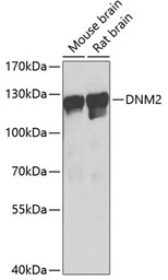 Dynamin 2 antibody