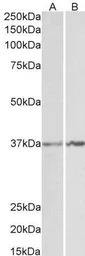 Annexin A1 antibody, C-term