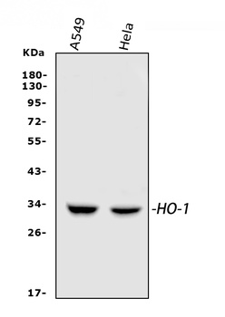 Heme Oxygenase 1/HMOX1 Antibod