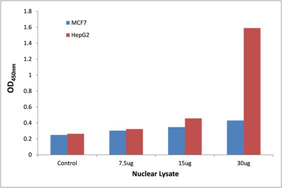 p53 (Phospho-Ser20) DNA-Binding ELISA Kit (OKAG00349) in HepG2 and MCF7 Nuclear Extract using ELISA